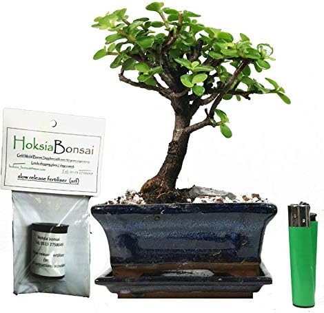 (j15sF) Small leaved Jade - Portulacaria Afra Indoor Bonsai Tree + Free Food