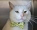 Business Cat Bow Tie - 2 Piece Set with Breakaway Collar (The Chairman Set)