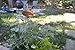 Wren H438 21-Inch Stainless Steel Stake with Copper Re-Usable Plant Tag, 6-Pack