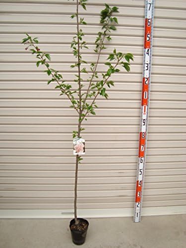 Amazon 染井吉野桜 １年生接木苗 ２０２１年度産 ソメイヨシノサクラ 花木苗 ２０２１年度産 木 桜 さくら ガーデンストーリーの果樹苗木 果物