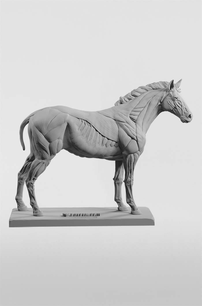 3dtotal Anatomy: Equine figure