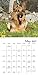 German Shepherds Wall Calendar (2017)