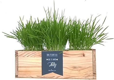 Kit de Huerto Urbano: Hierba de Gato: Amazon.es: Jardín