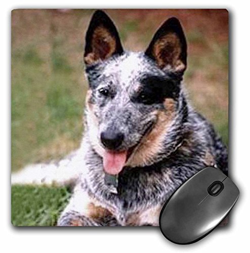 3dRose LLC 8 x 8 x 0.25 Inches Australian Cattle Dog Mouse Pad (mp_738_1)