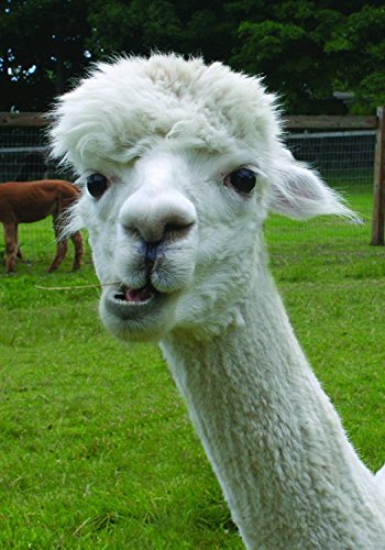 Set of 5 Assorted Cute Funny Animal Alpaca Note Cards - Thumbnail 4