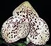 Paphiopedilum bellatulum - orchids - 100 seeds