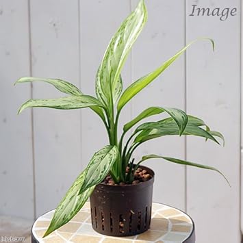 Amazon Co Jp 観葉植物 ハイドロ苗９f ｌサイズ アグラオネマ シルバークイーン １ポット ペット用品