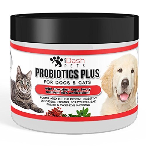 Best Cat Probiotics [Detailed Guide and Reviews] A Cat Breeds Blog