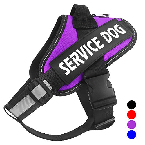 10 Best Harness for Pomeranian Dogs