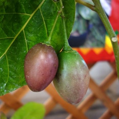 Amazon タマリロ ツリートマト トマトの木 5号鉢植え アンデス原産の果物 珍しいです 花芽付株の予定 観葉植物 オンライン通販