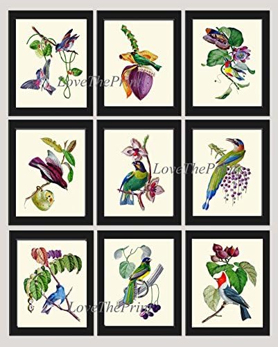 Bird Print Set of 9 Art Prints Beautiful Blue Green Violet Red Birds Passion Flower Fruit Berries Butterfly Home Room Wall Decor Unframed OBB