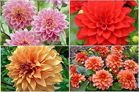 FERNSFLY Flower Bulbs IMP. Dahlia | Dhalia | Dahalia Perennial Flower Bulbs Attractive Aromatic Flower Home Outdoor Gardening Flowering Bulbs (Pack Of 3 The Gallery Mutli Collection)