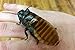 Josh's Frogs Male Madagascar Hissing Cockroach (Gromphadorhina portentosa)