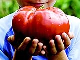 *MONSTER TOMATO* 5 SEEDS **GIANT FRUIT!! #1155
