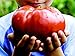 *MONSTER TOMATO* 5 SEEDS **GIANT FRUIT!! #1155