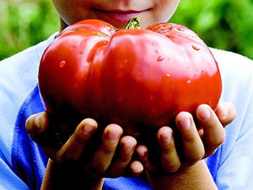 *MONSTER TOMATO* 5 SEEDS **GIANT FRUIT!! #1155