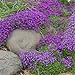 Outsidepride Aubrieta Whitewell Gem - 10000 Seeds