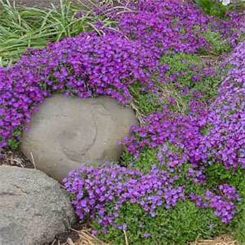 Outsidepride Aubrieta Whitewell Gem - 10000 Seeds Outsidepride Aubrieta Whitewell Gem - 10000 Seeds