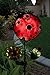 Regal Art & Gift 10548 Solar Stake, Ladybug