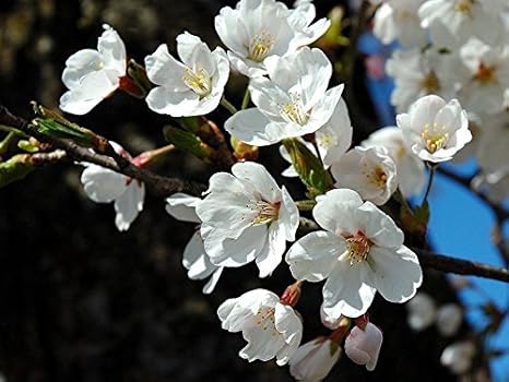 Cherry Shirotae Prunus Serrulata Shirotae 4 5ft Pure White Semi Double Flowers 3fatpigs Amazon Co Uk Garden Outdoors