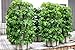 Huge 4 Tier GreenStalk Vertical Planter – for Urban and Small Space Gardening (Stunning Stone)