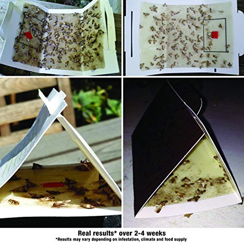 Catchmaster Pantry Pest And Moth Traps Pack Of 6 Traps Buy