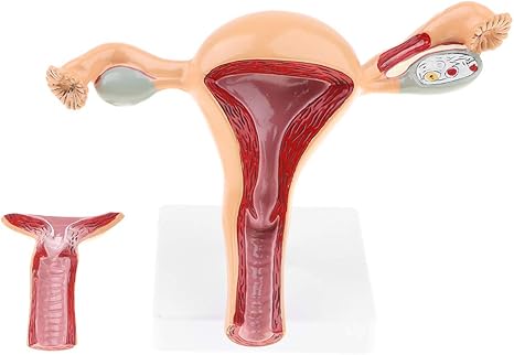 Amazon リムーバブル2パート1 1人体子宮卵巣卵巣膣解剖モデル プラモデル 通販