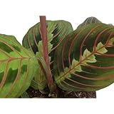Hirt's Red Prayer Plant - Maranta - Easy to Grow House Plant - 4" Pot