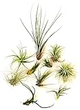 Live Air Plant 10 Set - 10 x Bromeliad Tillandsia Air Plants - Easy to Care - Indoor
