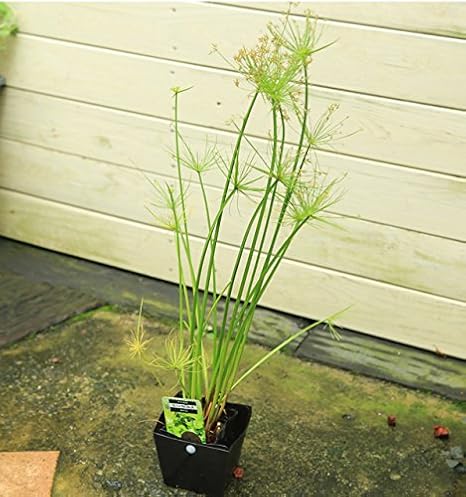 Amazon 水草 ミニパピルス シペラス カミガヤツリ カミカヤツリ 黒ポット 観葉植物 オンライン通販