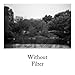 Tiffen 40511G1 40.5mm 11 Green 1 Camera Lens Filter