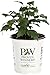 Purple Pillar Rose of Sharon (Hibiscus) Live Shrub, Purple Flowers, 4.5 in. Quart