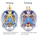 Snorkel Mask 180 Panoramic View Free Breathing Full Face Snorkeling Masks with Detachable Action Camera Moun, Dry Top Set Anti-Fog Anti-Leak Diving Mask for Adults & Kids