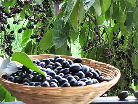 Nelesa Gardening Live Black Jamun Jam Kala Jamun Sweet Fruit Plant: Amazon.in: Garden & Outdoors