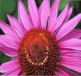 1oz (6,300+ Seeds) Purple CONEFLOWER ~6" LG Purple Blooms Flower Seeds ~Echinacea purpurea Bulk