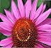 1oz (6,300+ Seeds) Purple CONEFLOWER ~6" LG Purple Blooms Flower Seeds ~Echinacea purpurea Bulk