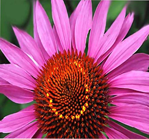 1oz (6,300+ Seeds) Purple CONEFLOWER ~6" LG Purple Blooms Flower Seeds ~Echinacea purpurea Bulk