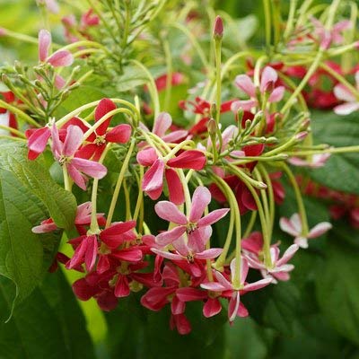 DeepCLOUD Madhumalti Dwarf, Rangoon Creeper Live Natural Plant(Pot Included)
