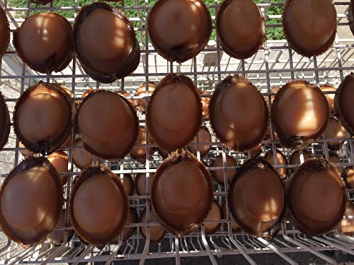 1 ERLIN+Mexican+natural+Abalone+8+10pcs