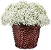Duovlo Artificial Baby Breath Flower Gypsophila White for Wedding Home Decor Gift,Pack of 8 (NO Basket)