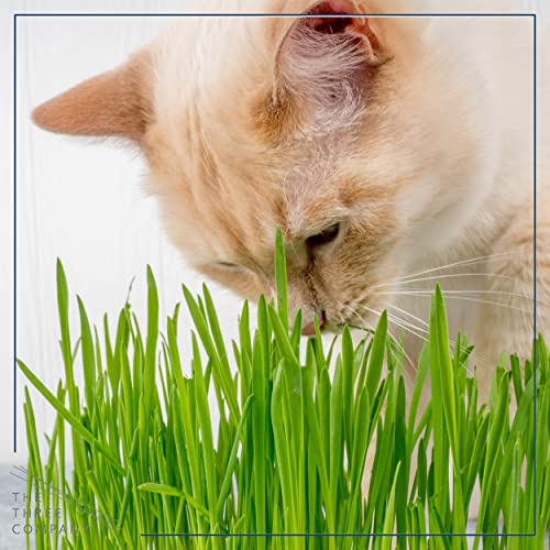 Live Cat Grass (4 Plants Per Pack), Natural Aid for Cat Digestive