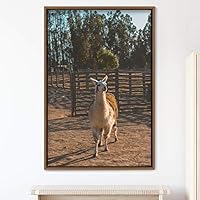 Framed Canvas Wall Art Llama Animals Camels Expressive Farmhouse/Country Living Room Multicolor Photography - 16x24 inches