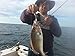 Jigging world 2 Pack Fluke Candy Teasers with 5/0 Hook