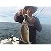 Jigging-World-2-Pack-Fluke-Candy-Teasers-with-Gamakatsu-60-Hook