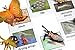 Montessori Butterfly Life Cycle Animal Match Cards and Figurines. Nomenclature Science Work Teaching