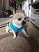 BINGPET Small Dog Harness - Breathable Mesh Puppy Cat Harnesses - No Pull Adjustable Dog Harness Dog Vest Harness for Small and Medium Dogs