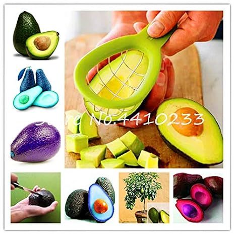 Bloom Green Co. Venta 5 Piezas de bonsái, Aguacate, Dulce, Dulce ...