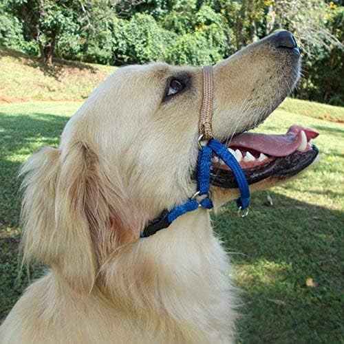 dog head halter amazon