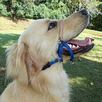 Comfort trainer head halter Clearance