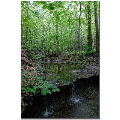 Trademark Fine Art Tiny Forest Falls by Kurt Shaffer Canvas Wall Art, 16x24-Inch